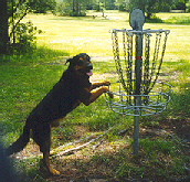 Everybodies favorite, Disc Golf Dogs